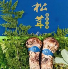 又是一個香格里拉松茸季節“以松茸為始，以松茸為終
